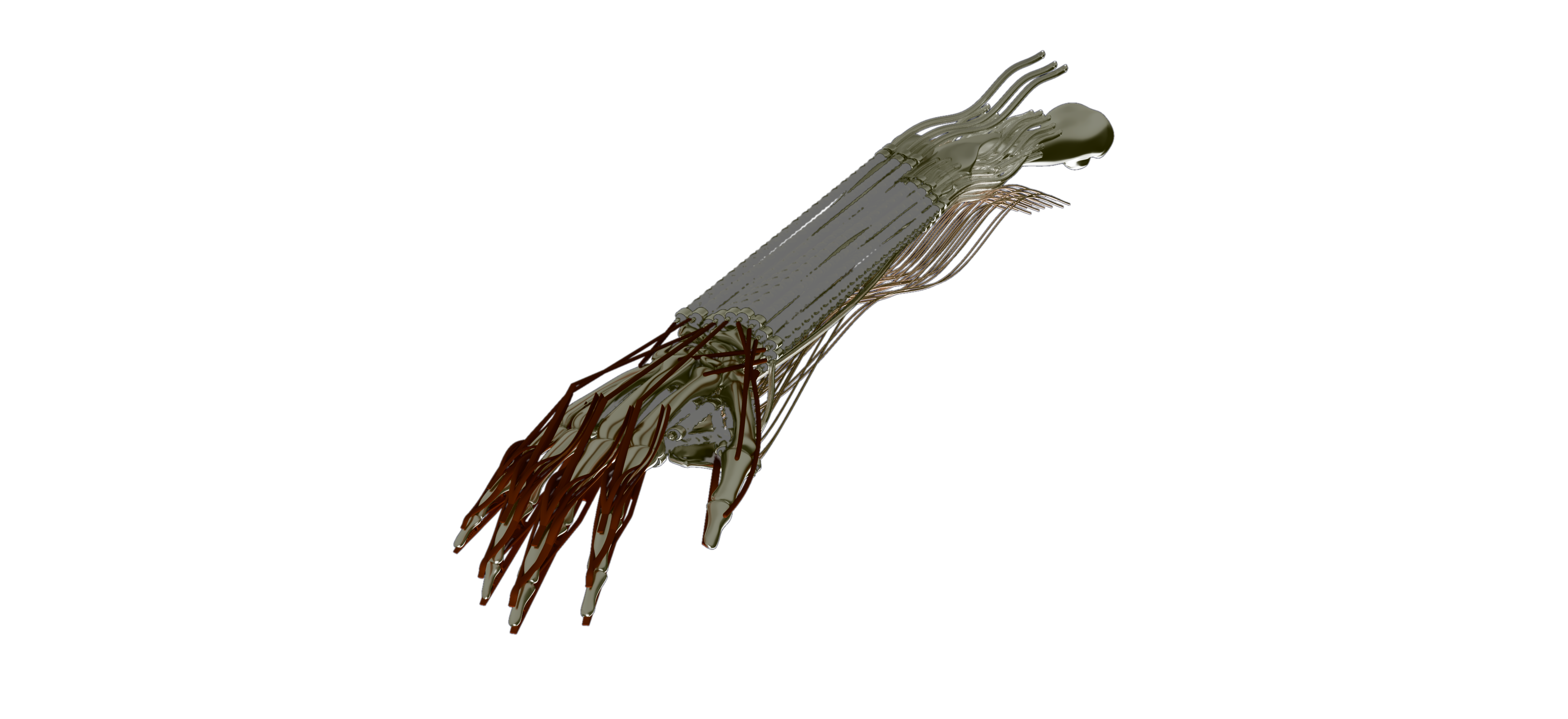 DOGMA biomimetic robotic hand and forearm on a navy background